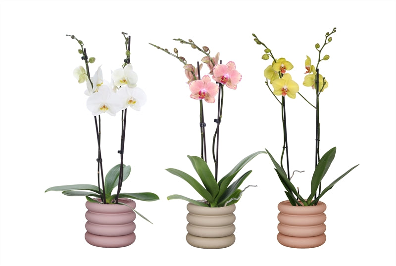 Phalaenopsis mix 55cm 12cm Pot
