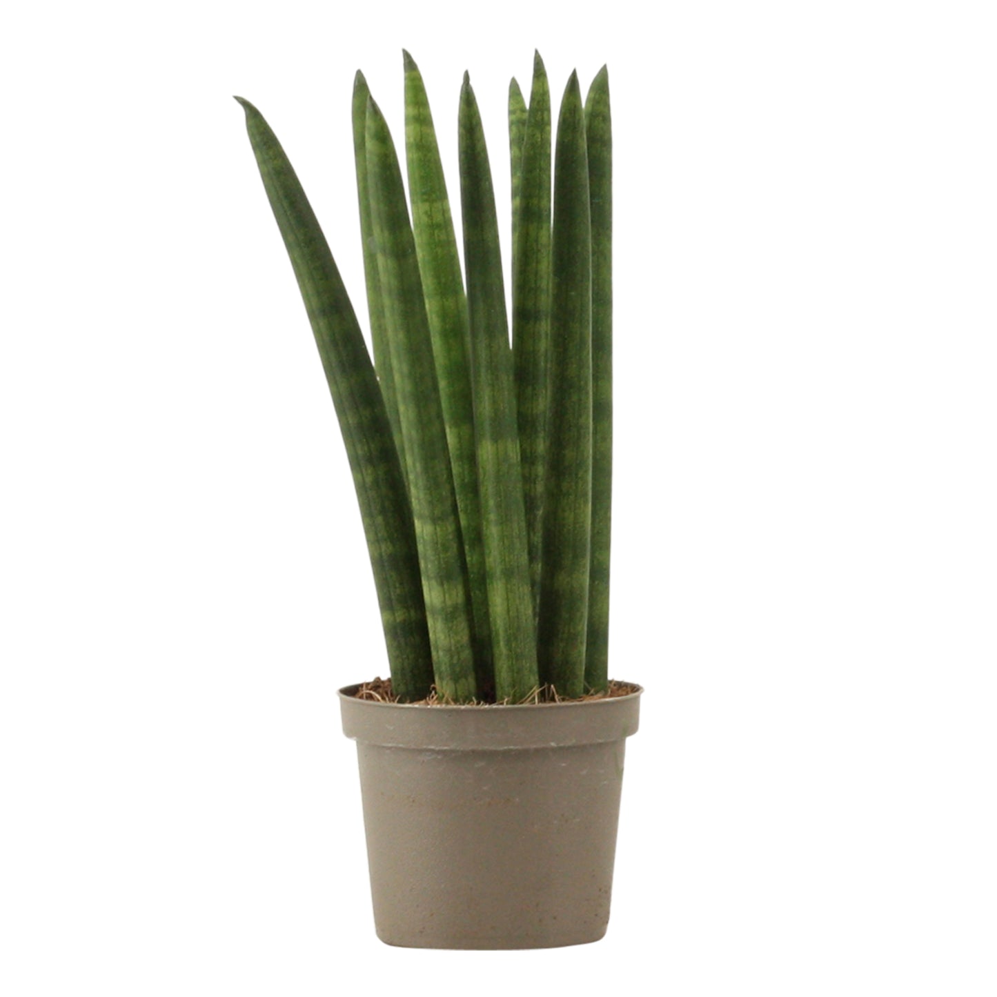Duijn-Hove BV, kwekerij Sansevieria cylindrica Pack of 18