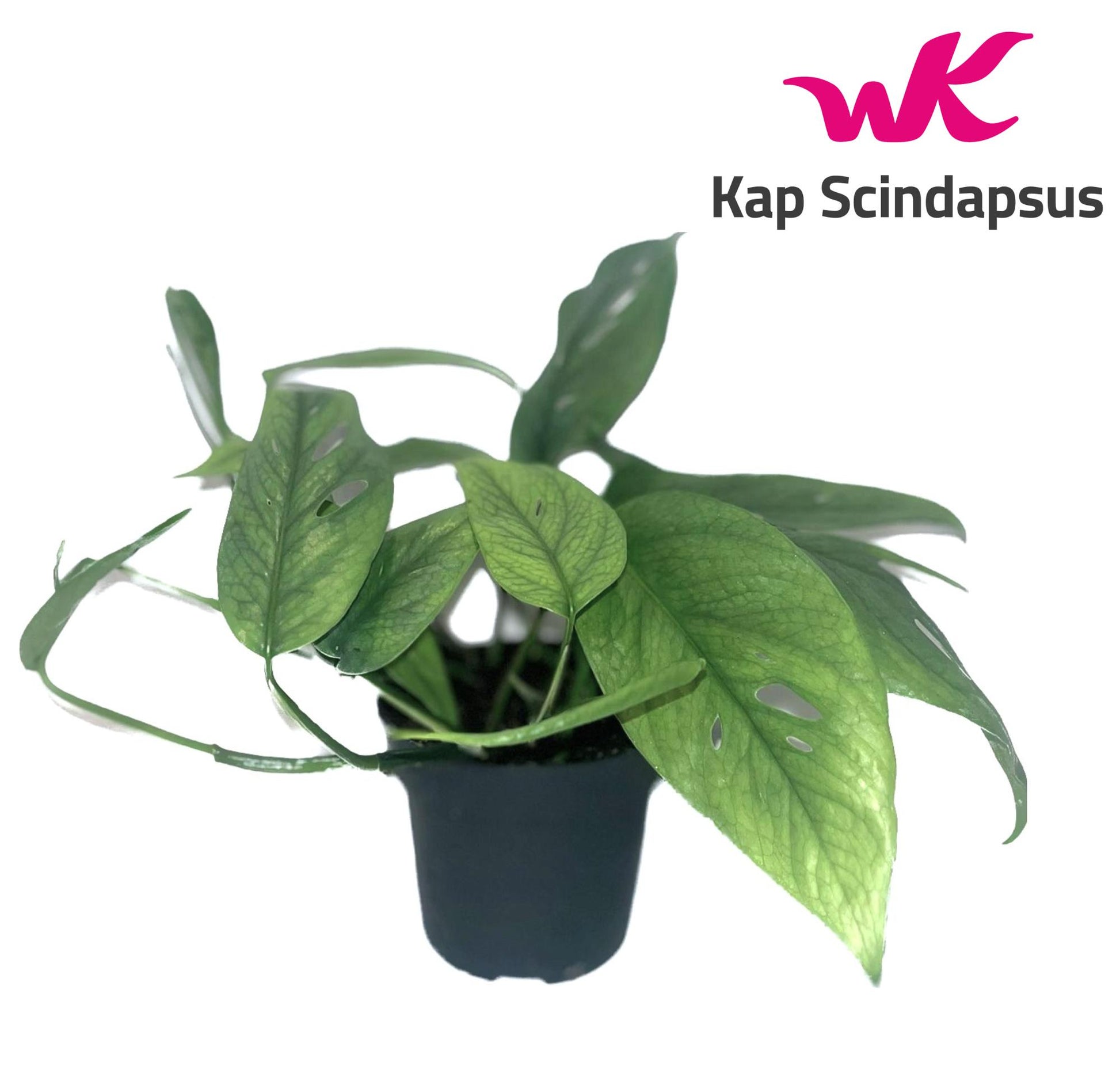 Kap Scindapsus Epipremnum pinnatum Cebu Blue Pack of 8