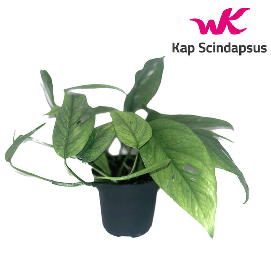 Kap Scindapsus Epipremnum pinnatum Cebu Blue Pack of 8