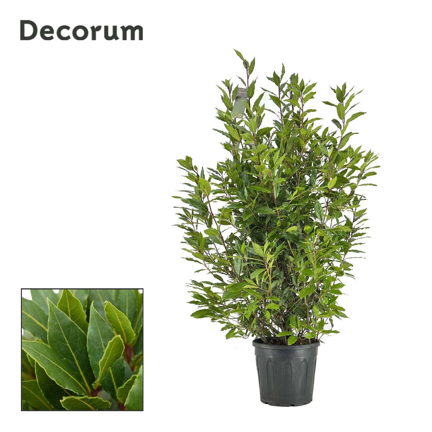 Laurus nobilis 160cm 30cm Pot