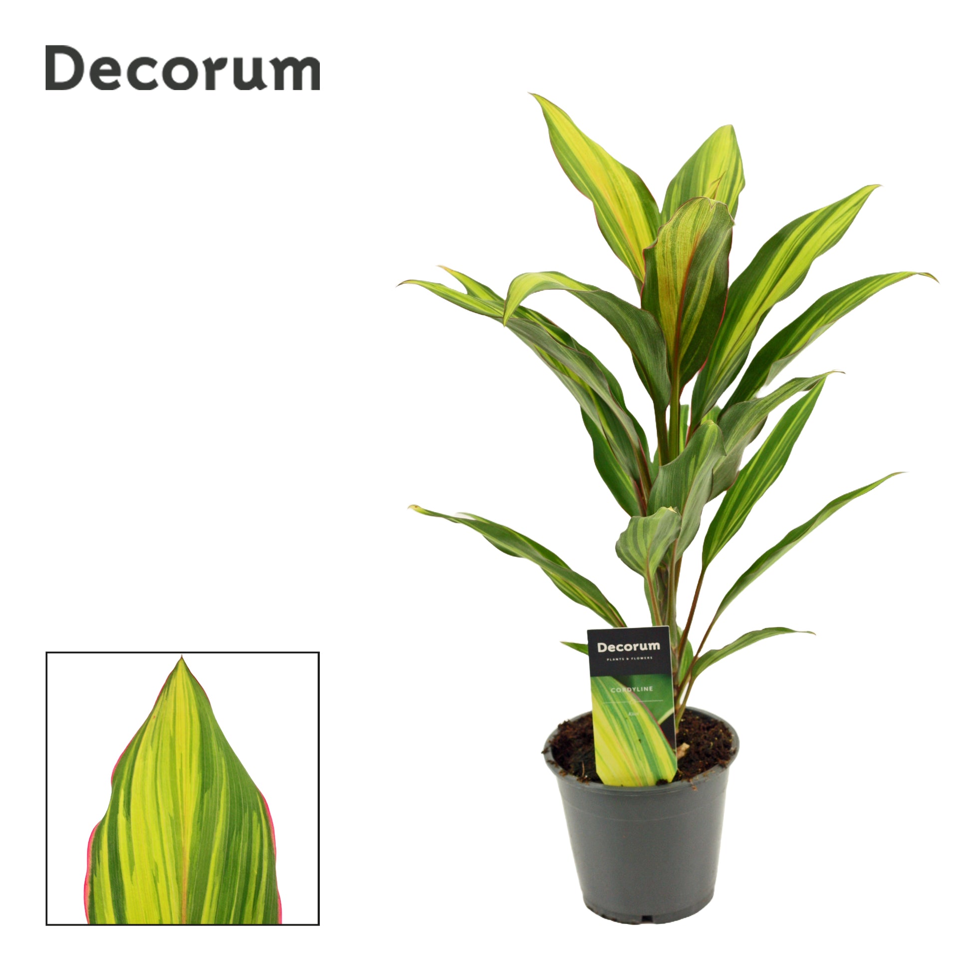 Duijn-Hove BV, kwekerij Cordyline frut. Kiwi Pack of 6