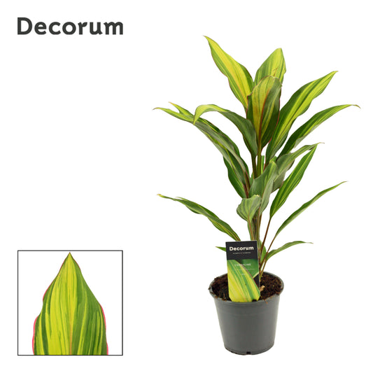 Duijn-Hove BV, kwekerij Cordyline frut. Kiwi Pack of 6