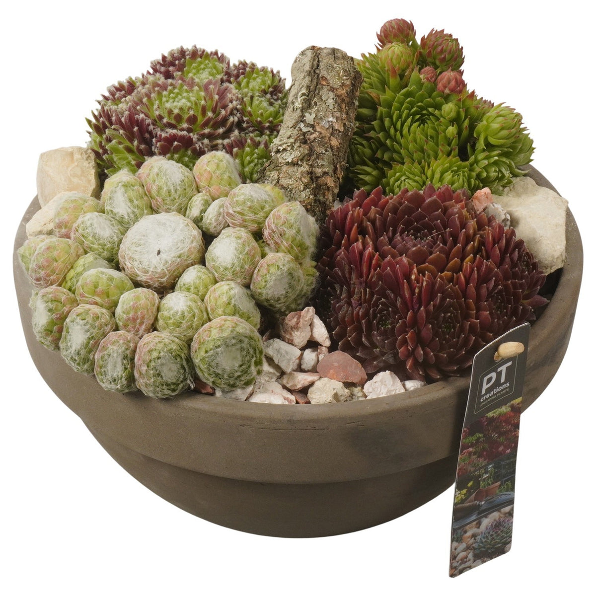 arr. Sempervivum 19cm 23cm Pot