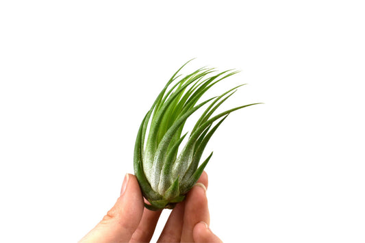 Tillandsia ionantha 6cm 4cm Pot