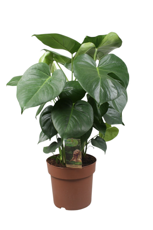 Vireo-Hedera plant BV Monstera deliciosa Pack of 1