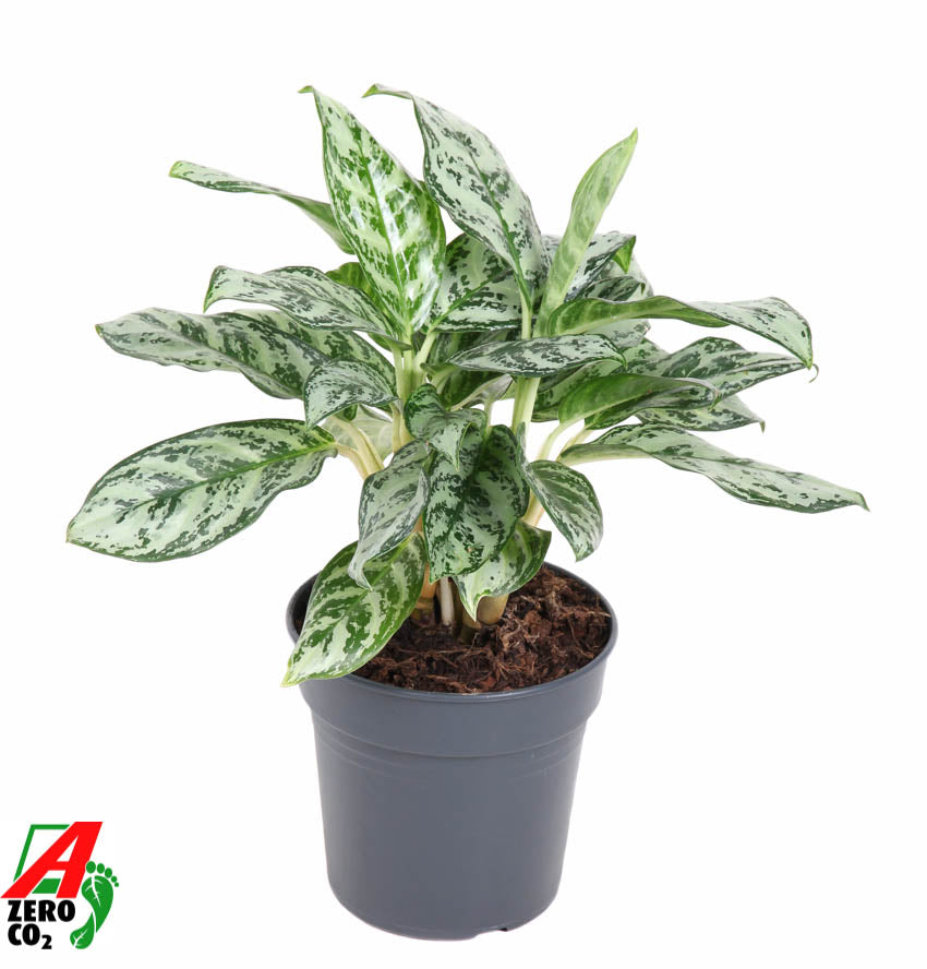 Aglaonema Hybrid 40cm 17cm Pot