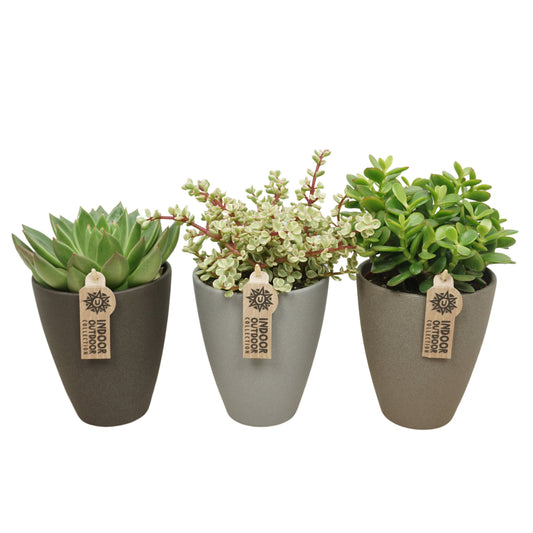 Succulent mix 28cm 12cm Pot
