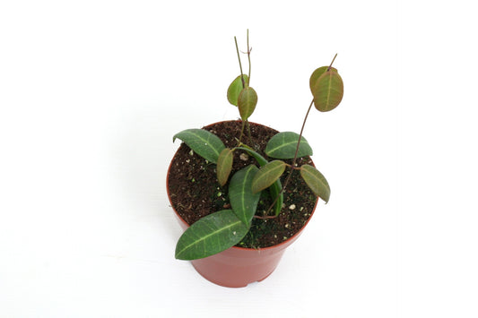 dischidia-mix-15cm-12cm-pot