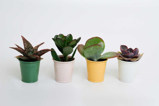 Succulenten mix in Sylwia zink 10cm 505cm Pot