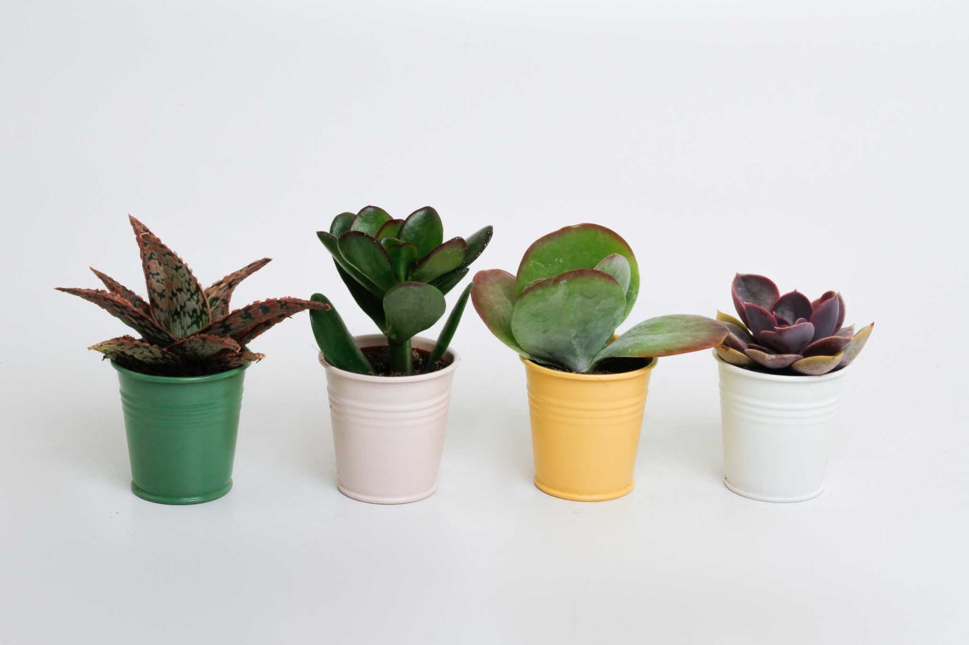 Succulenten mix in Sylwia zink 10cm 5.5cm Pot