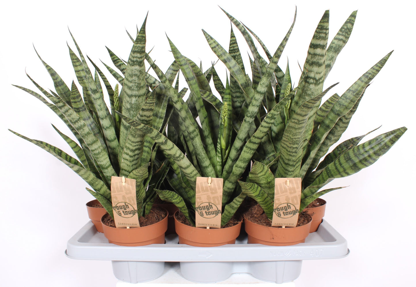 Fachjan BV Sansevieria Diamond Green Pack of 7