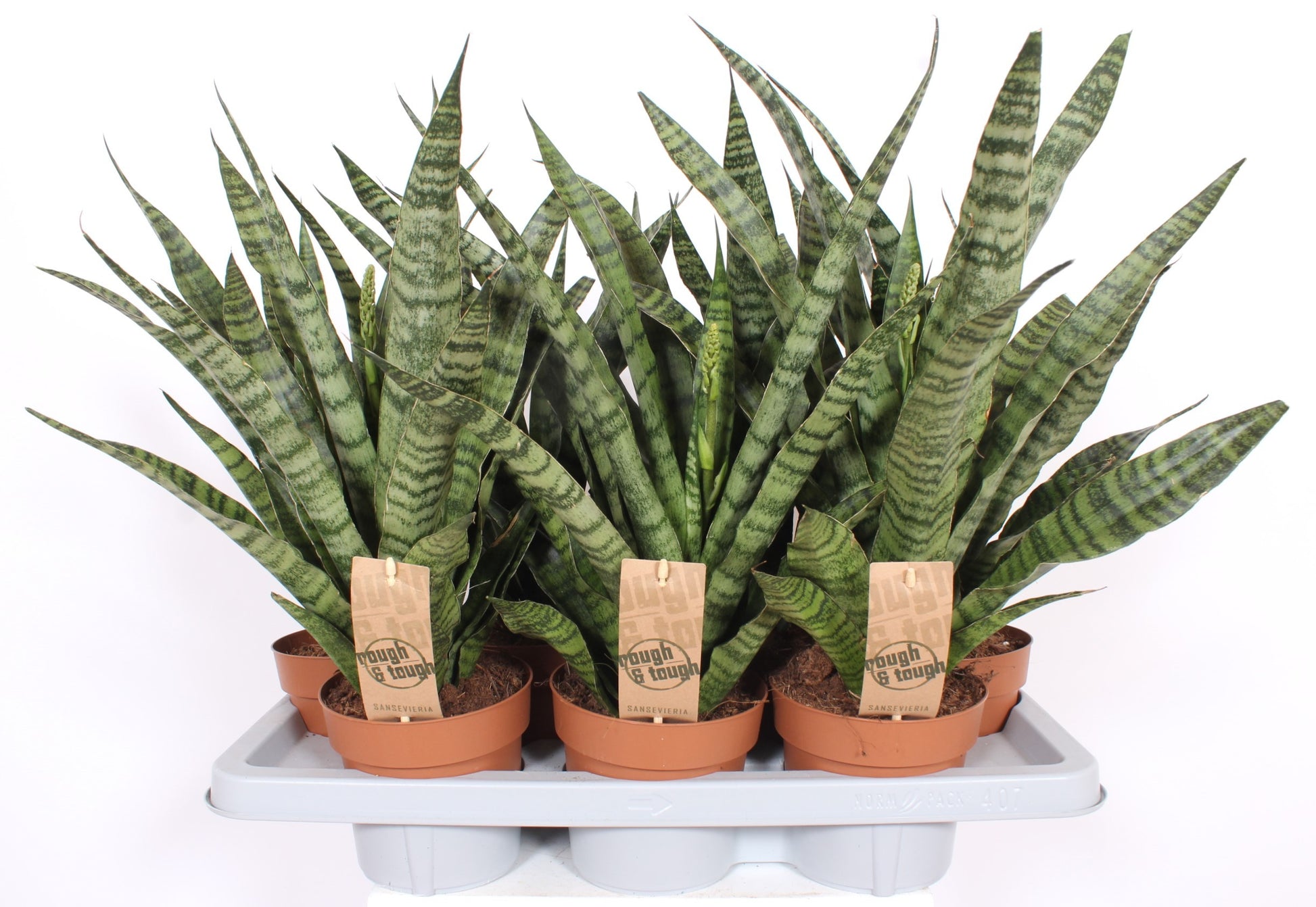 Fachjan BV Sansevieria Diamond Green Pack of 7
