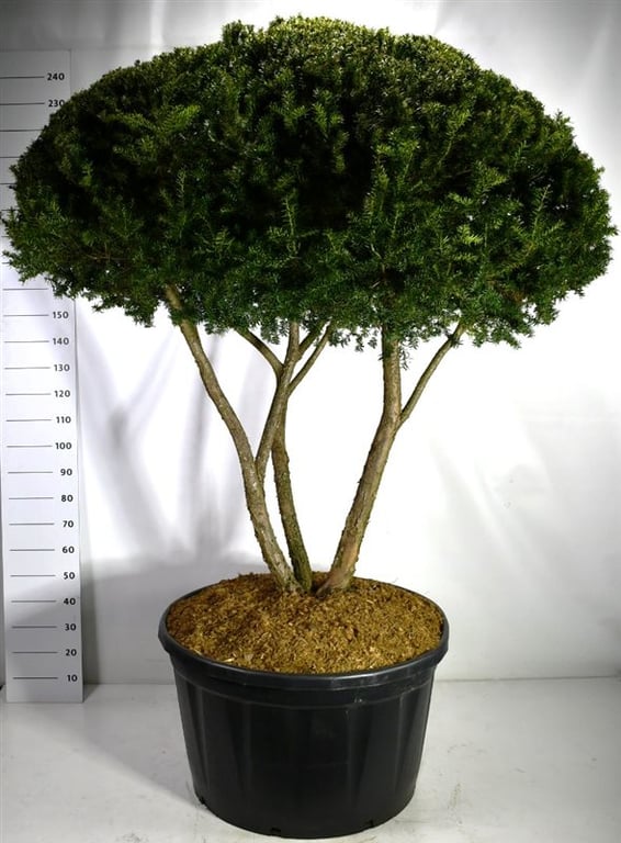Taxus cuspidata 260cm 90cm Pot