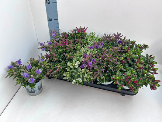 Hebe All Blooms mix 25cm 10.5cm Pot