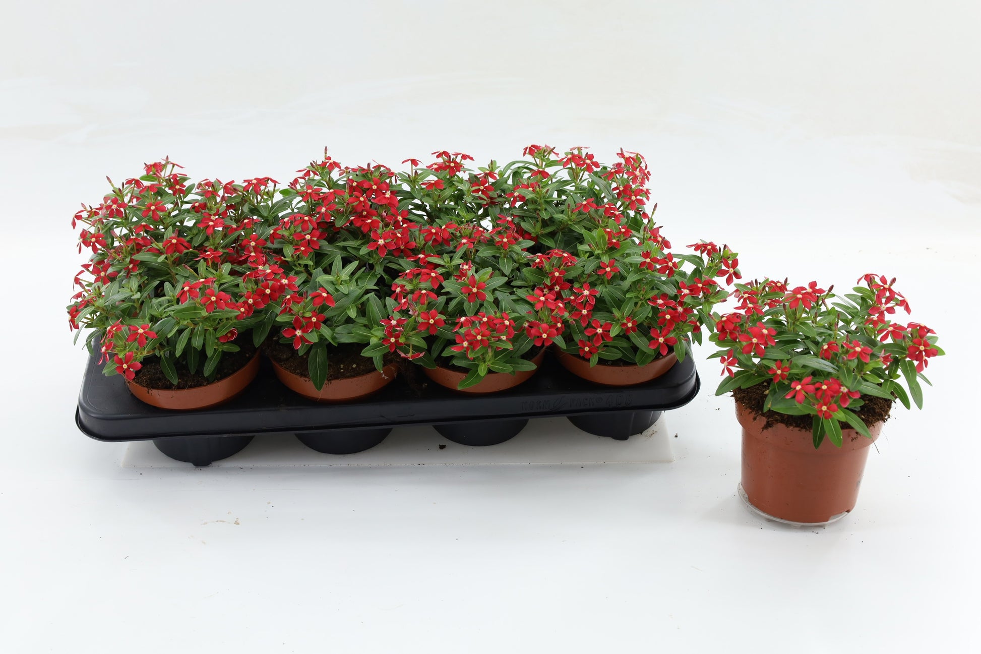 Catharanthus Soirée Cerise White Eye 20cm 13cm Pot
