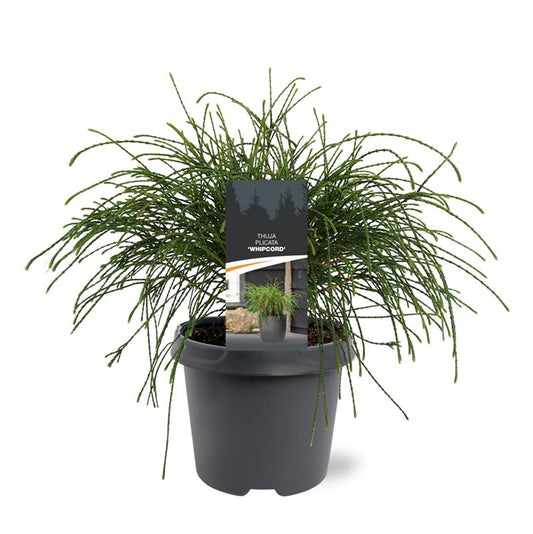 Thuja plicata Whipecord 35cm 23cm Pot