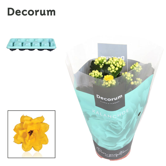 Kalanchoe yellow decorum 23cm 10.5cm Pot
