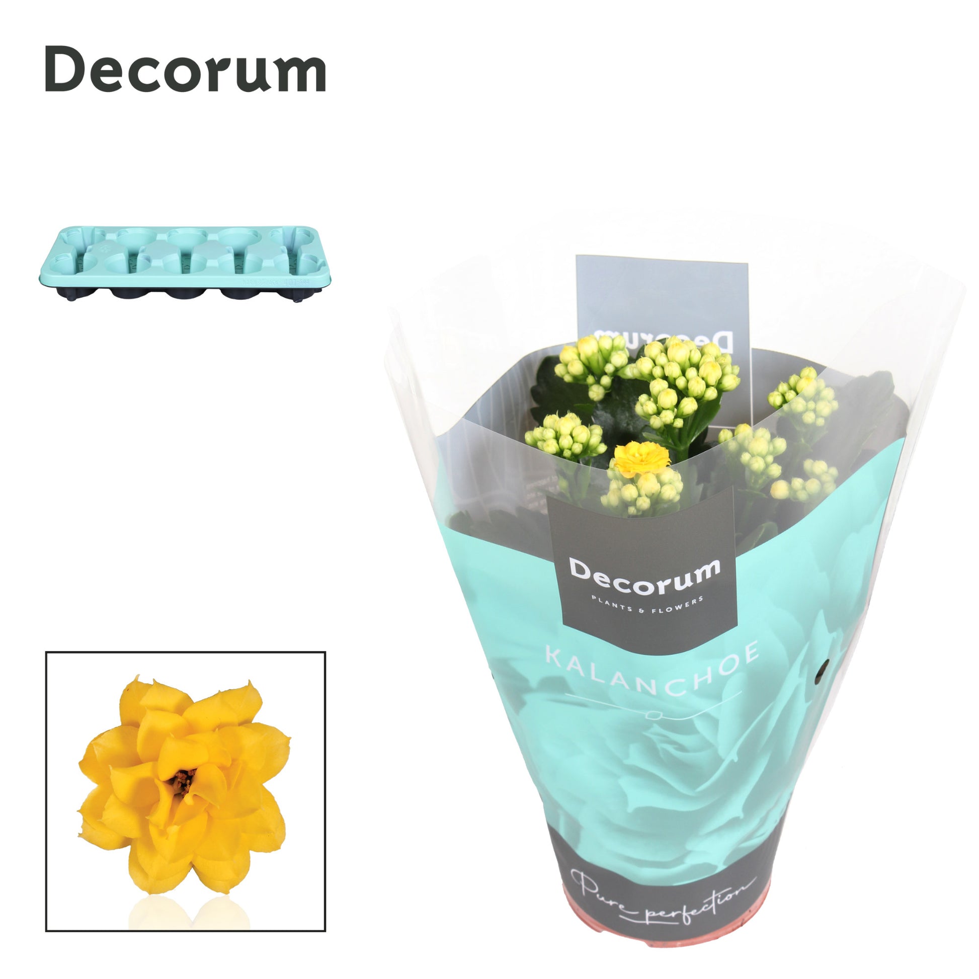 SlijkermanKalanchoe Kalanchoe yellow decorum Pack of 10