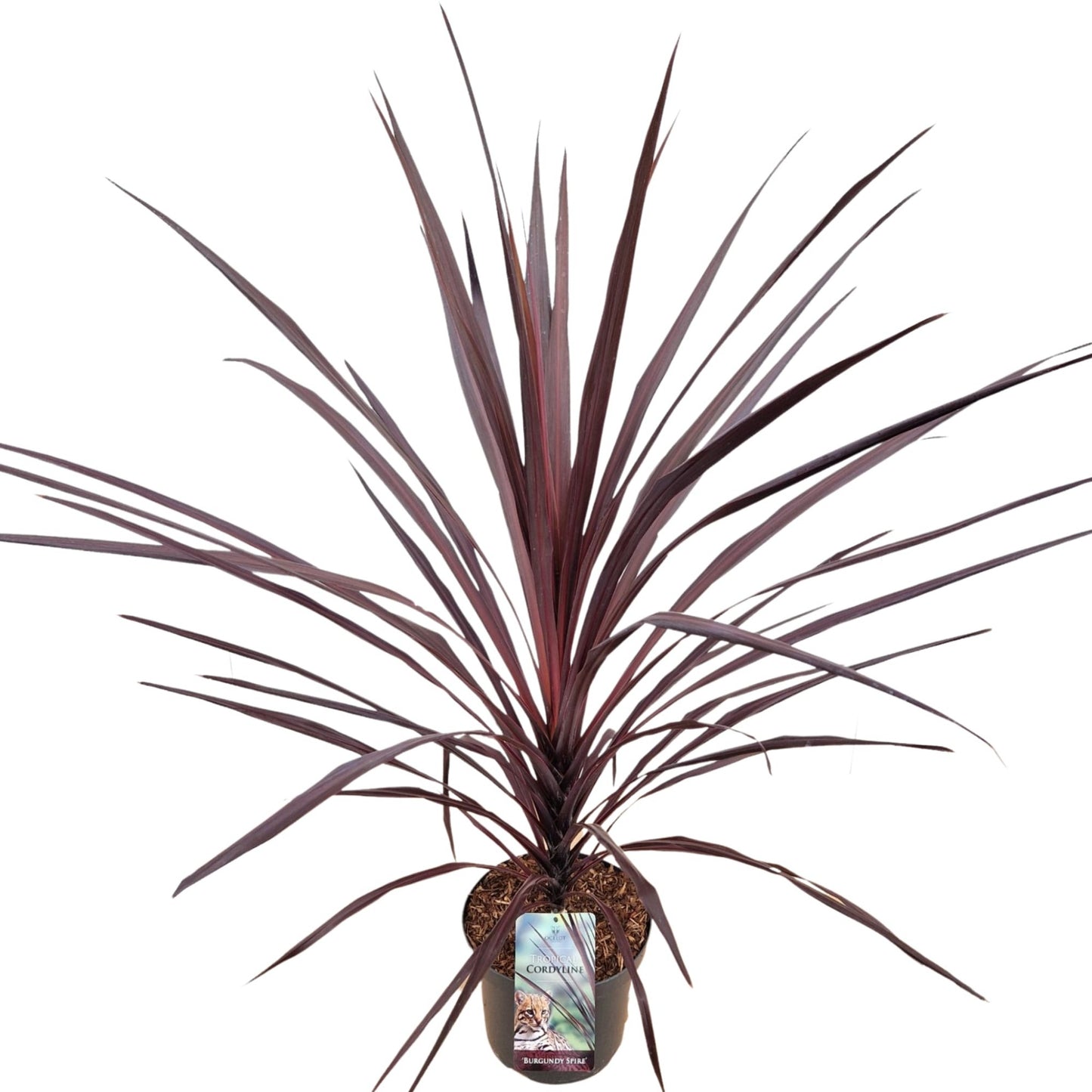 Cordyline australis Burgundy Spire 80cm 26cm Pot