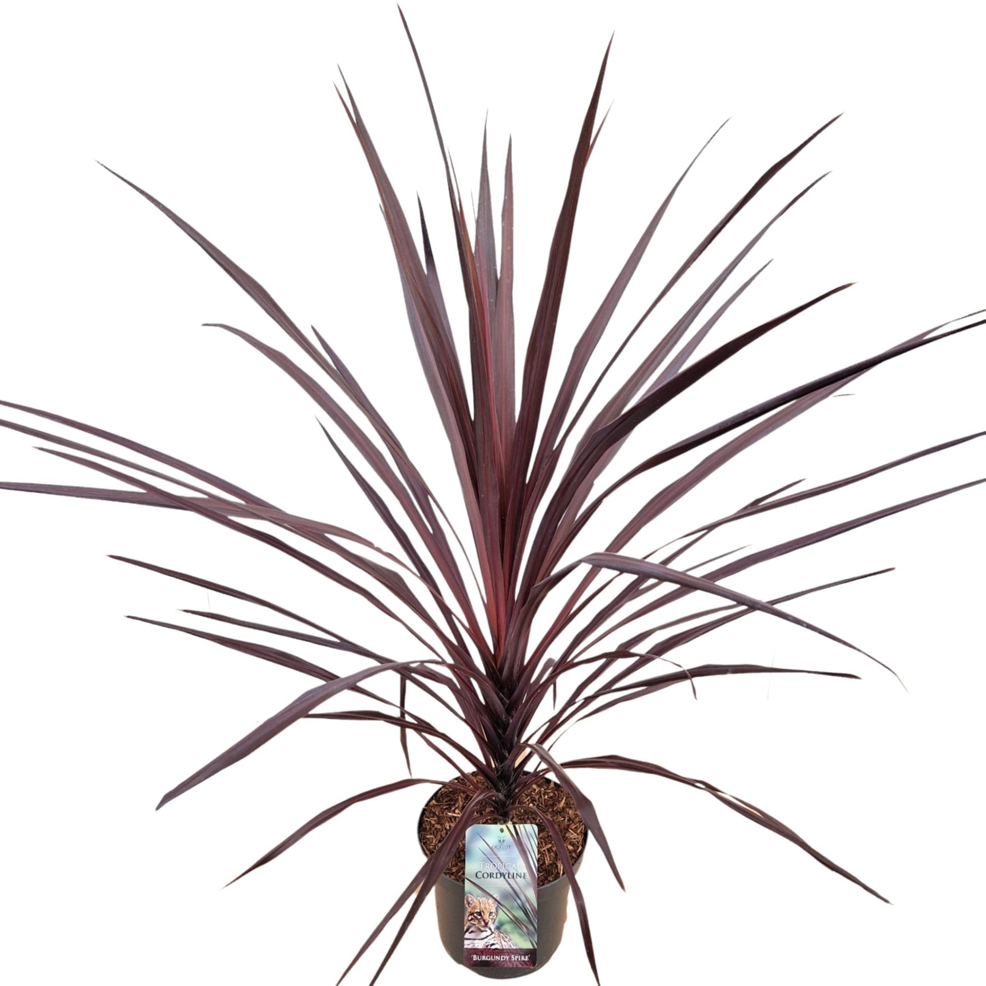 Cordyline australis Burgundy Spire 80cm 26cm Pot