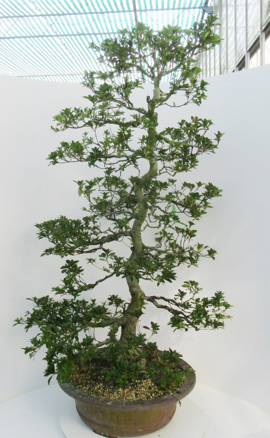 Bonsai Metasequoia Forest 120cm 49cm Pot