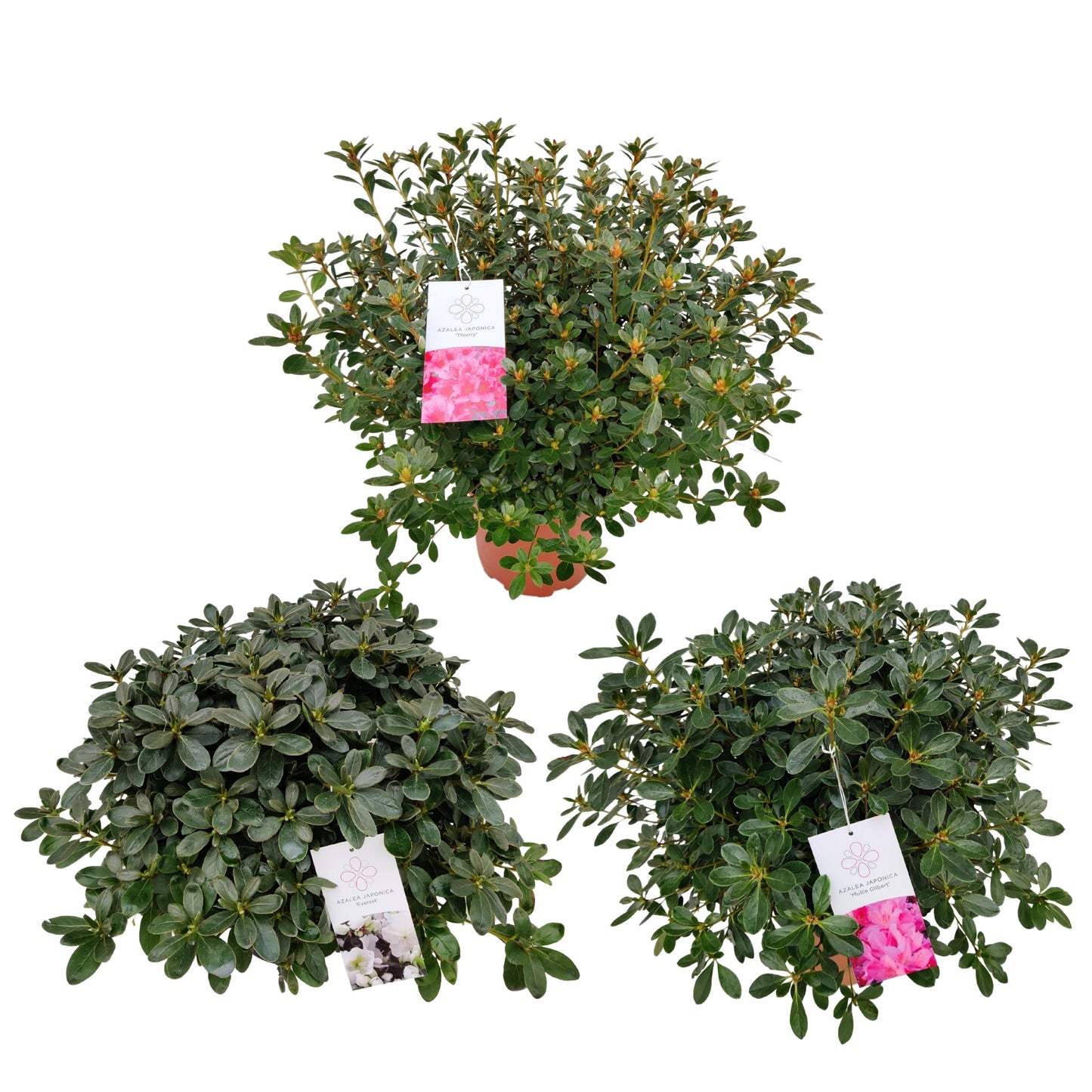 Leybaert BVBA Rhododendron japonicum Pack of 1