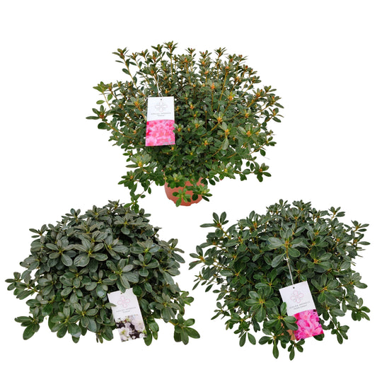 Leybaert BVBA Rhododendron japonicum Pack of 1