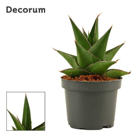Sansevieria 15cm 9cm Pot