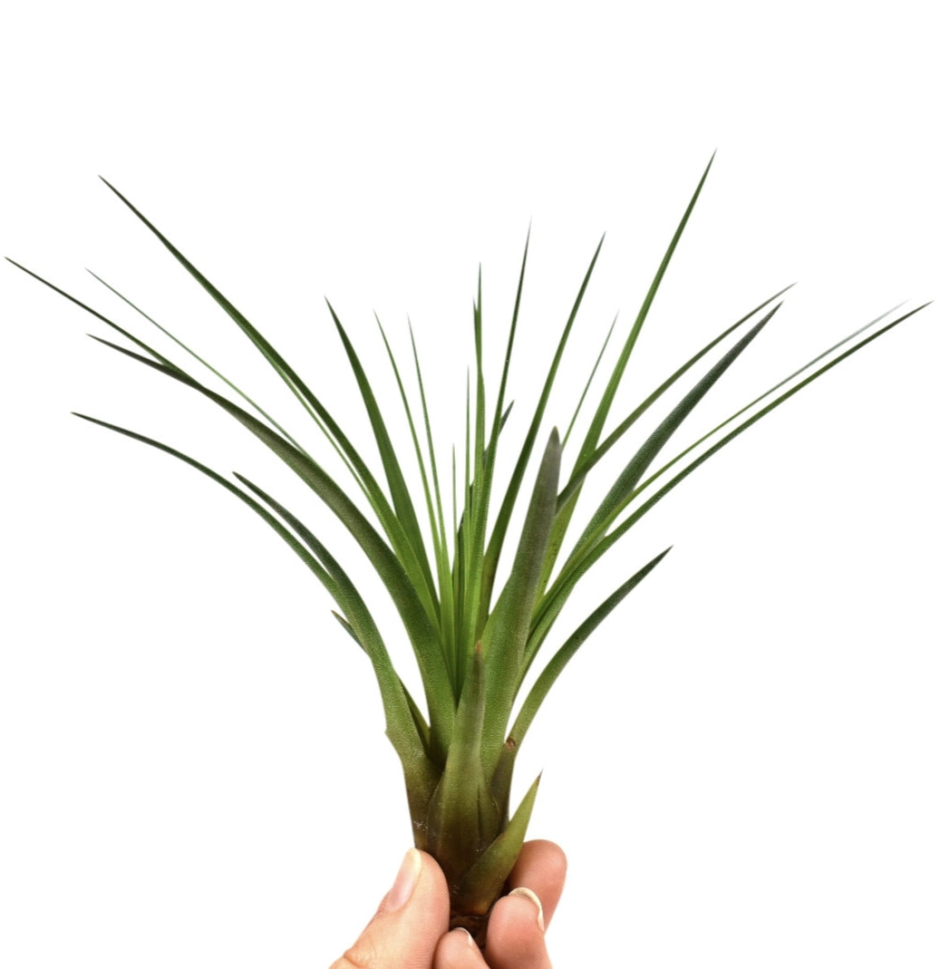 Tillandsia ionantha 15cm 10cm Pot