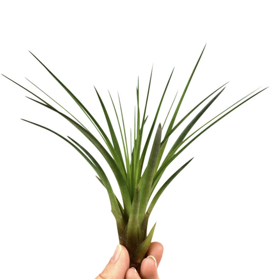 Tillandsia melanocrater 15cm 10cm Pot