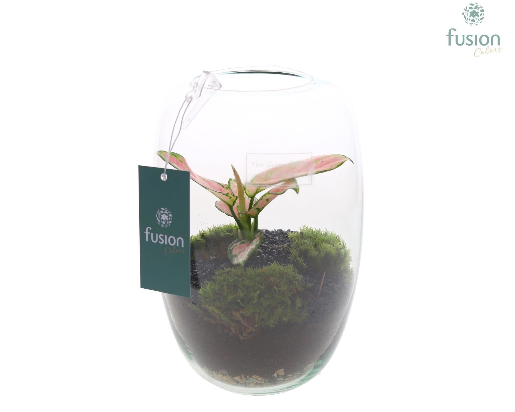 Green Bottle Isabella Small met Aglaonema 20cm 15cm Pot