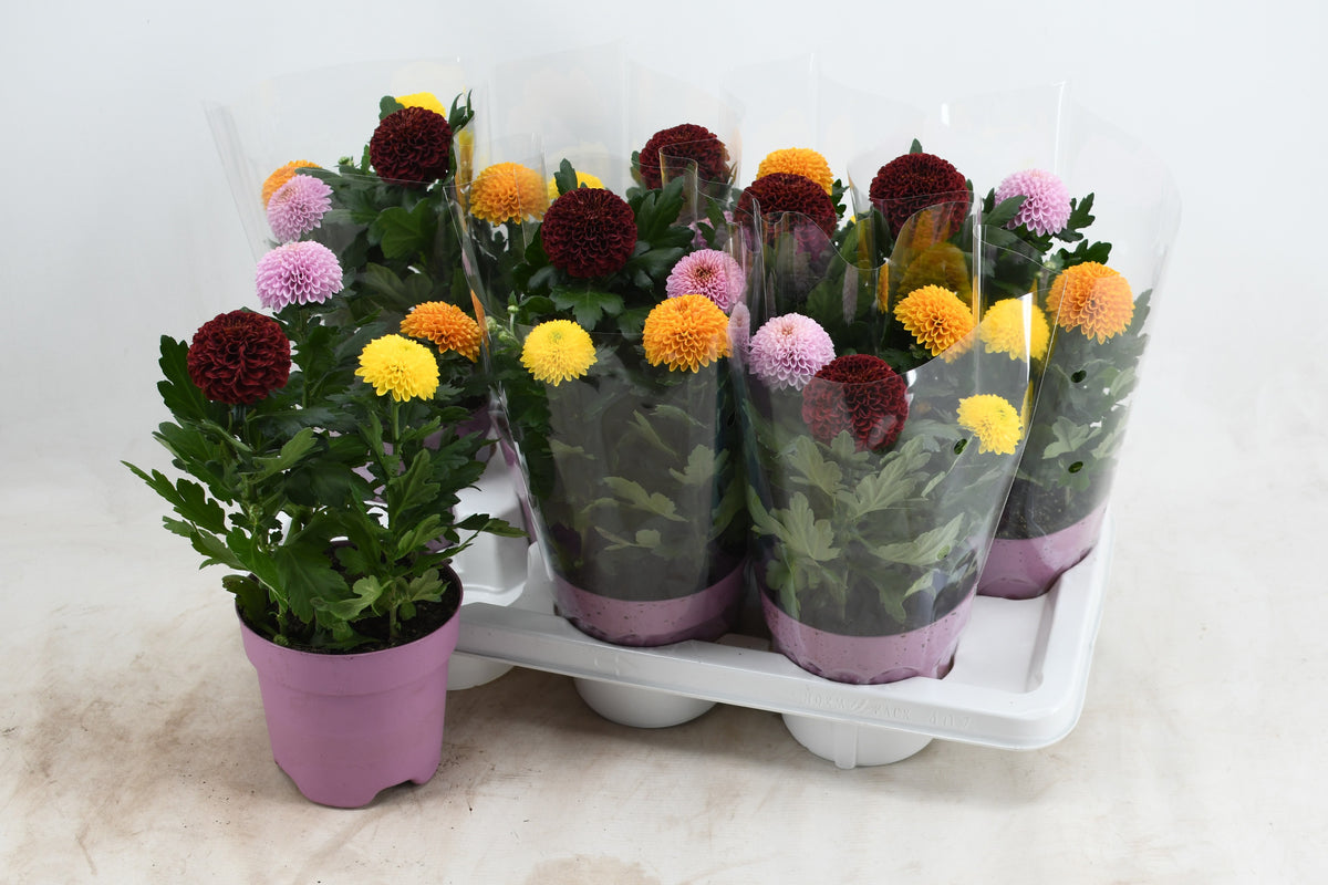 Chrysanthemum Flowerpops carnaval 35cm 14cm Pot