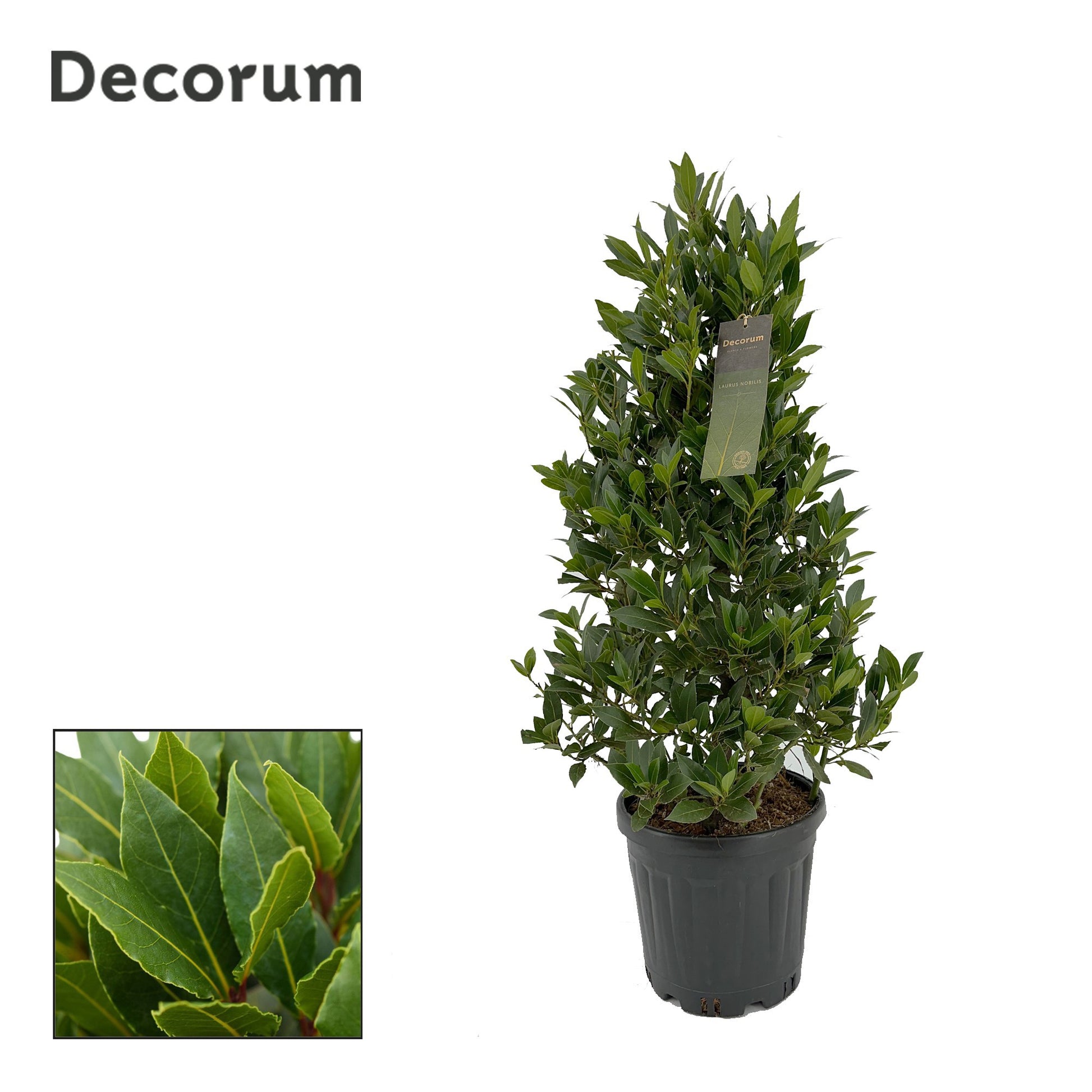 Laurus nobilis 90cm 25cm Pot