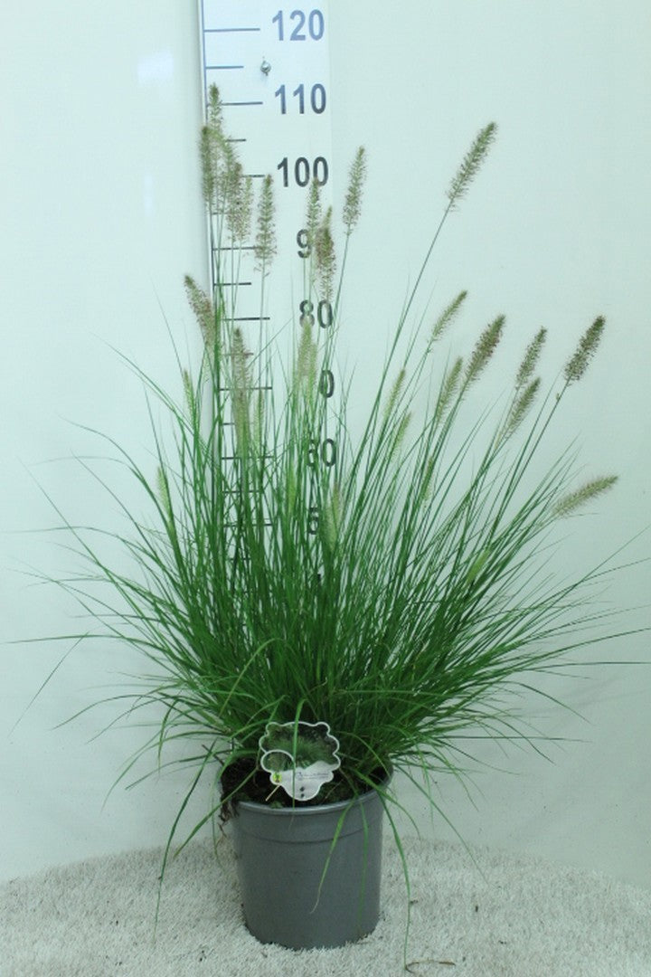 Pennisetum Hameln 100cm 24cm Pot