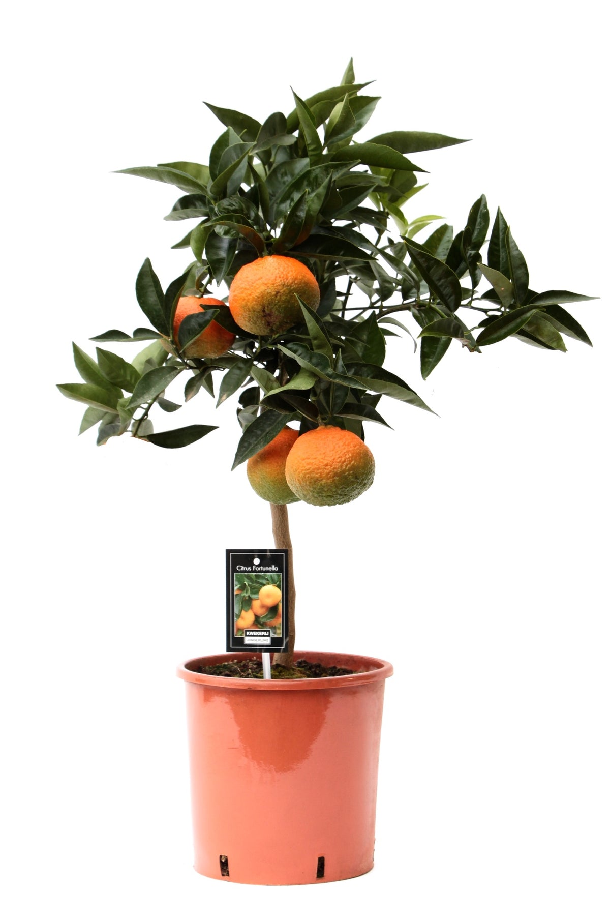 Citrus Orange 80cm 22cm Pot