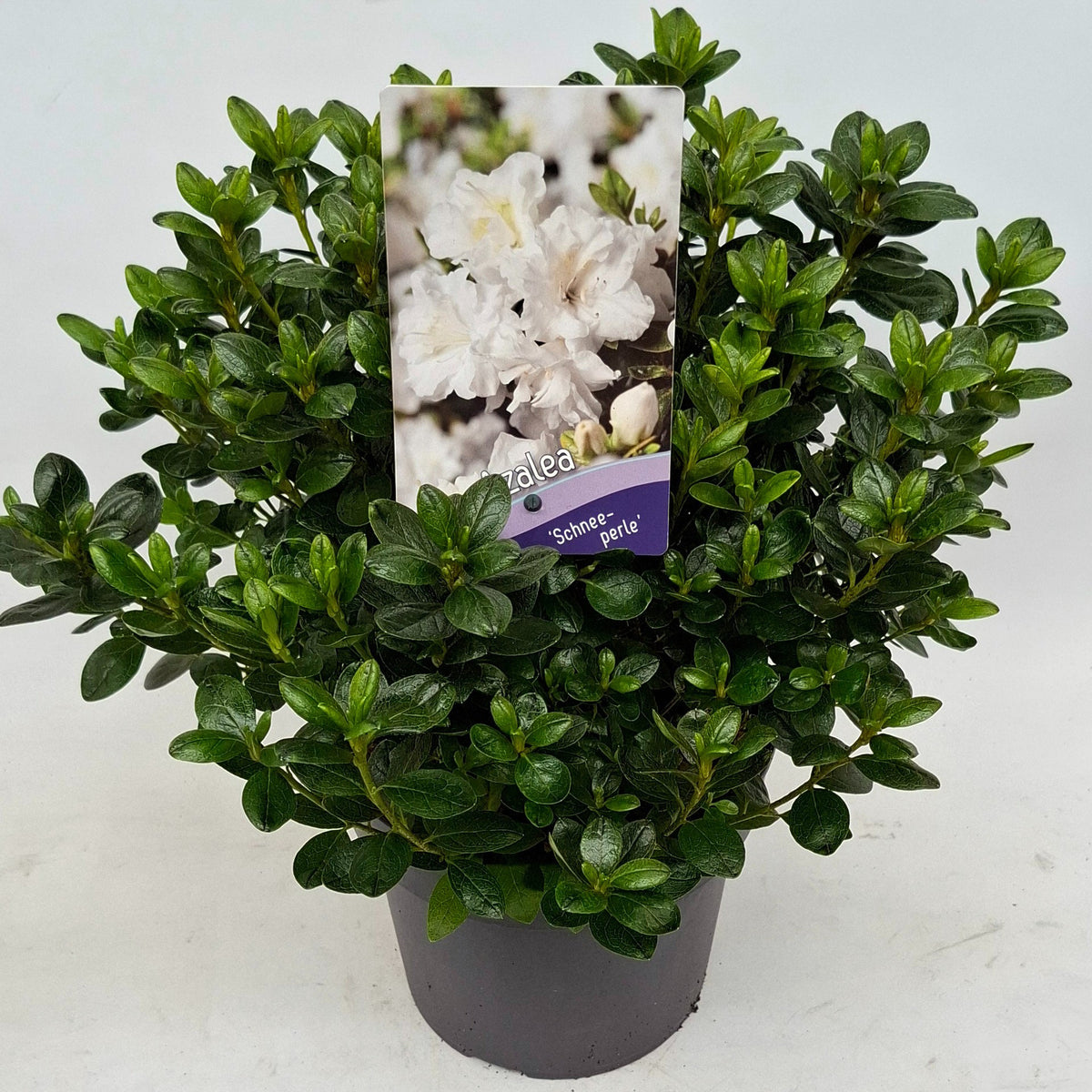 Rhododendron japonicum 30cm 19cm Pot
