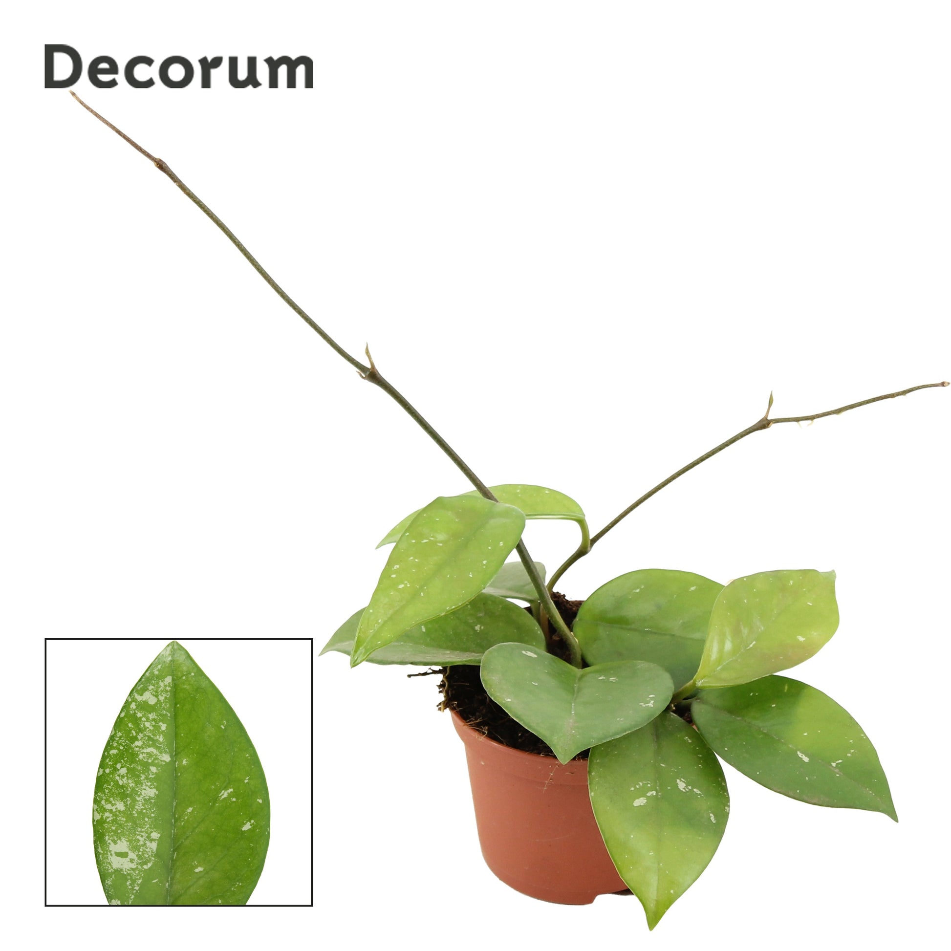 Hoya car. Freckles Splash 12cm 9cm Pot