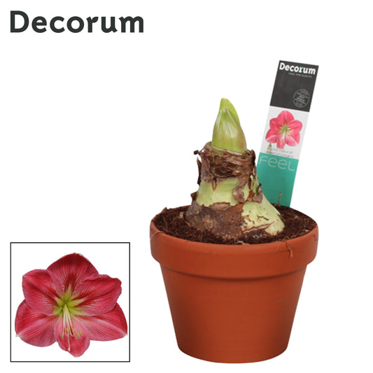 Hippeastrum 25cm 15cm Pot