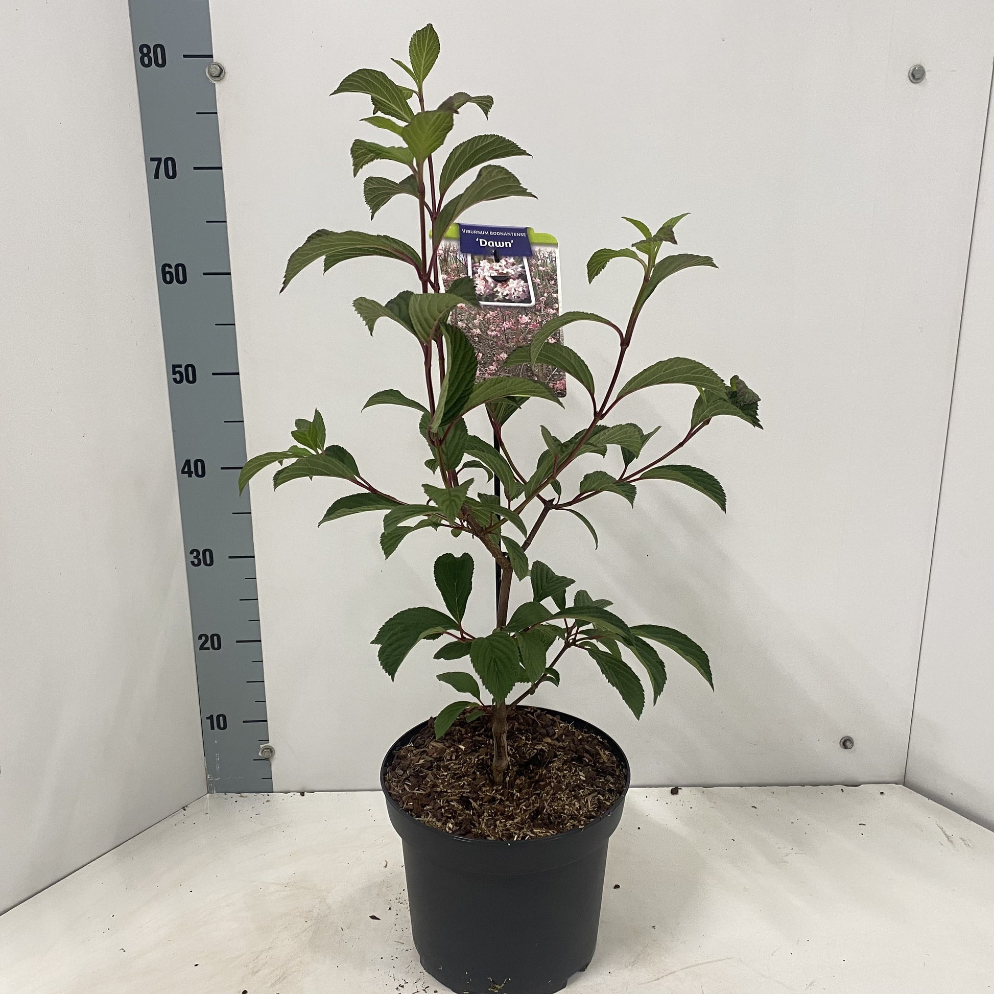 Viburnum Dawn 65cm 23cm Pot