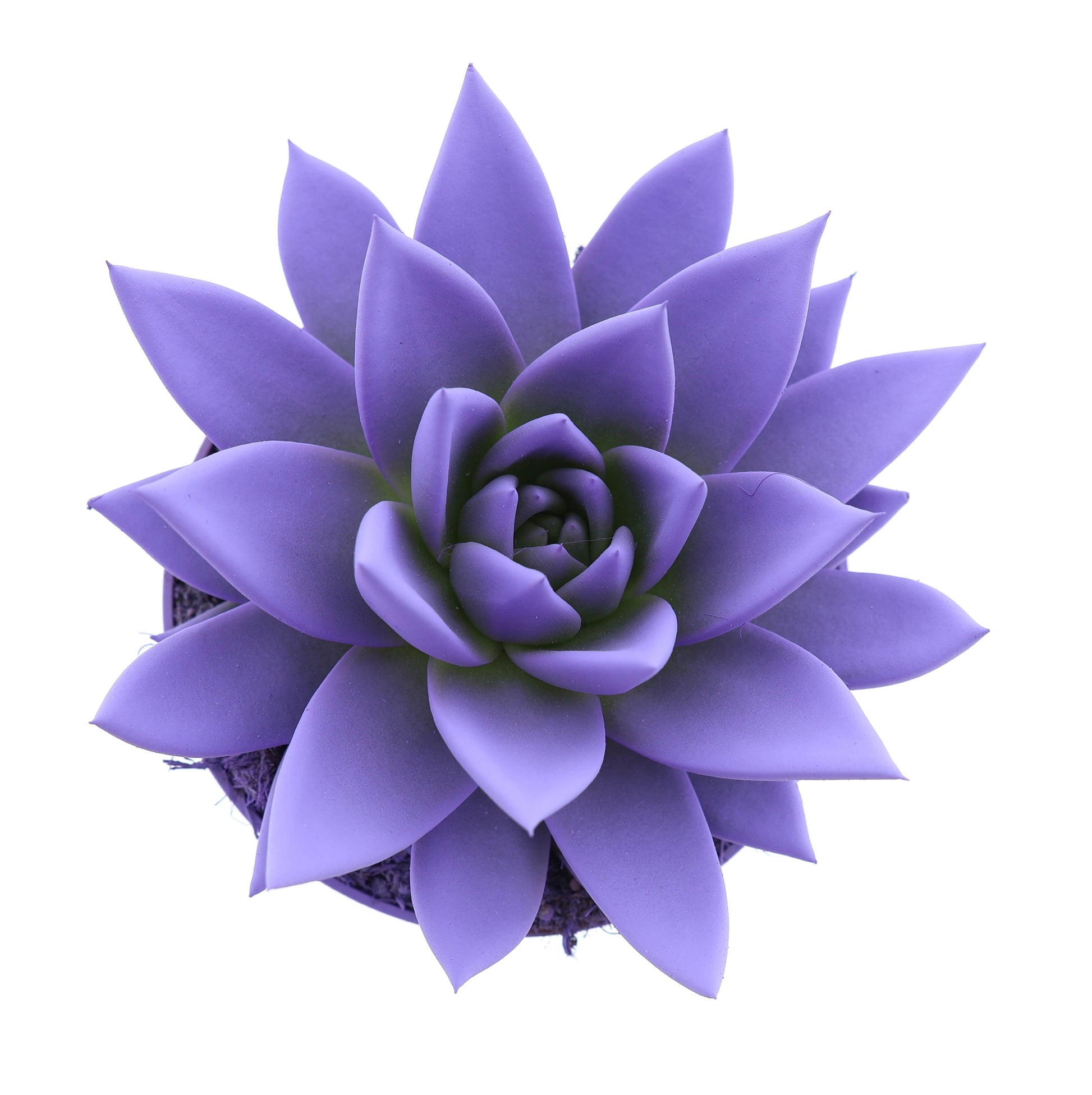 Euro Cactus Holland Bv Rainbow dark milka Pack of 8