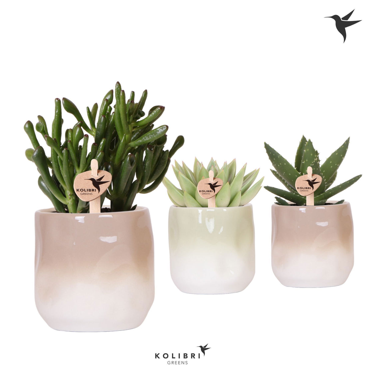 Succulenten mix (+ drp.ceramic) 22cm 9cm Pot