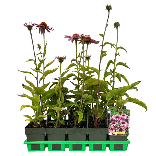 Echinacea pur. Magnus 25cm 11cm Pot