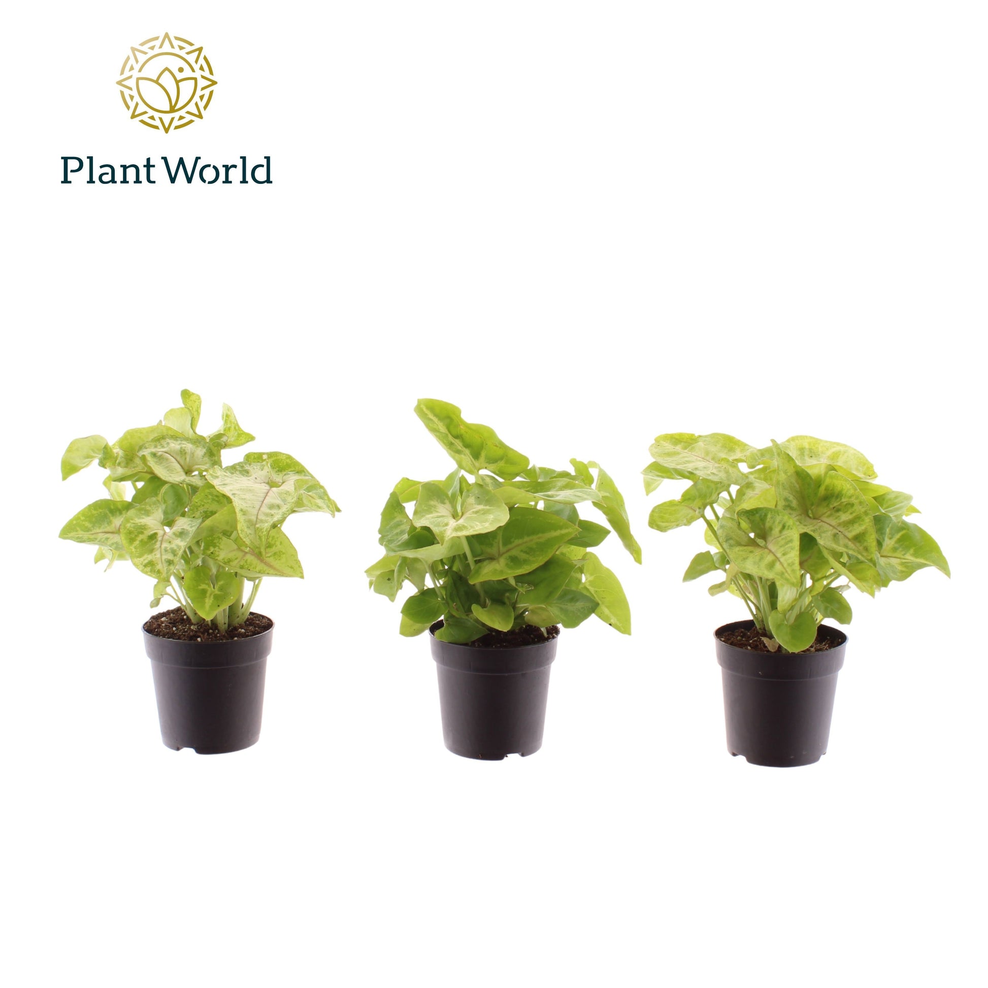 Syngonium Golden Allusion 15cm 7cm Pot