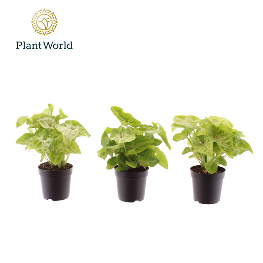 Syngonium Golden Allusion 15cm 7cm Pot