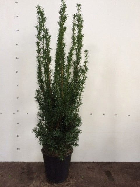 Taxus media Hicksii 120cm 23cm Pot