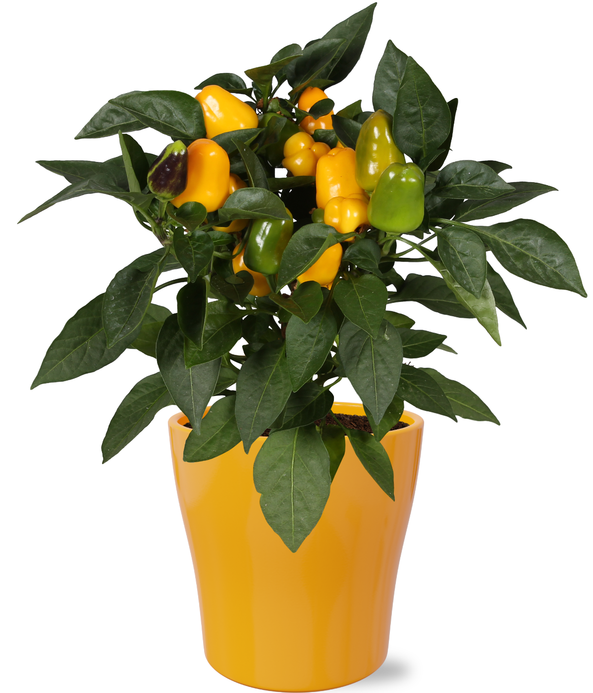 Adrichem Potplanten Capsicum ann. Samba Yellow (drp.ceramic) Pack of 6