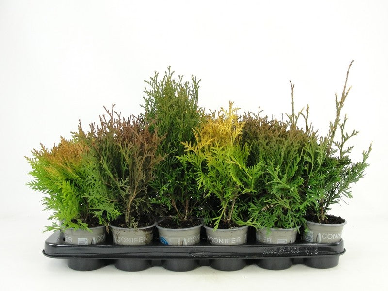 Thuja mix 15cm 9cm Pot