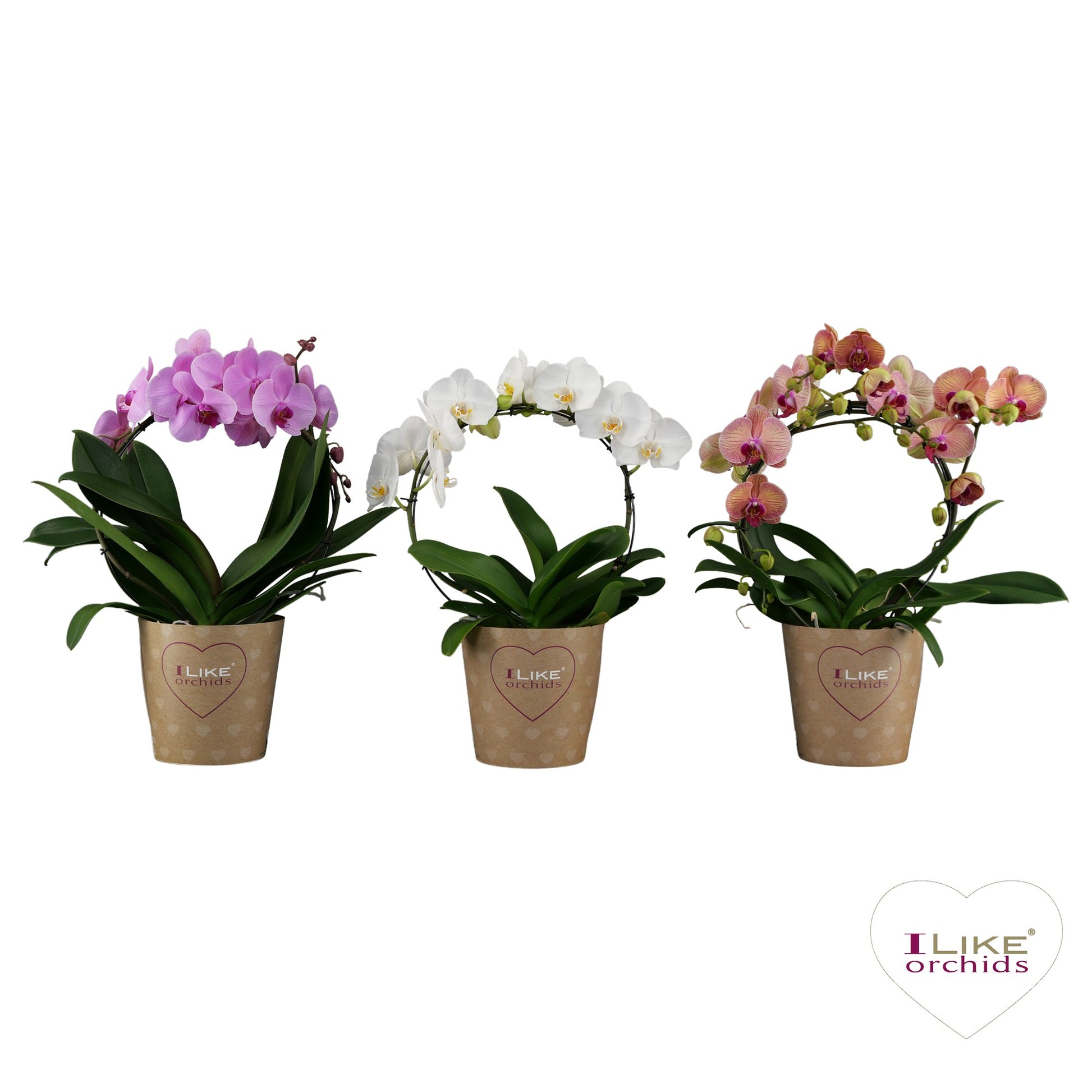 Phalaenopsis mix hoop 60cm 17cm Pot