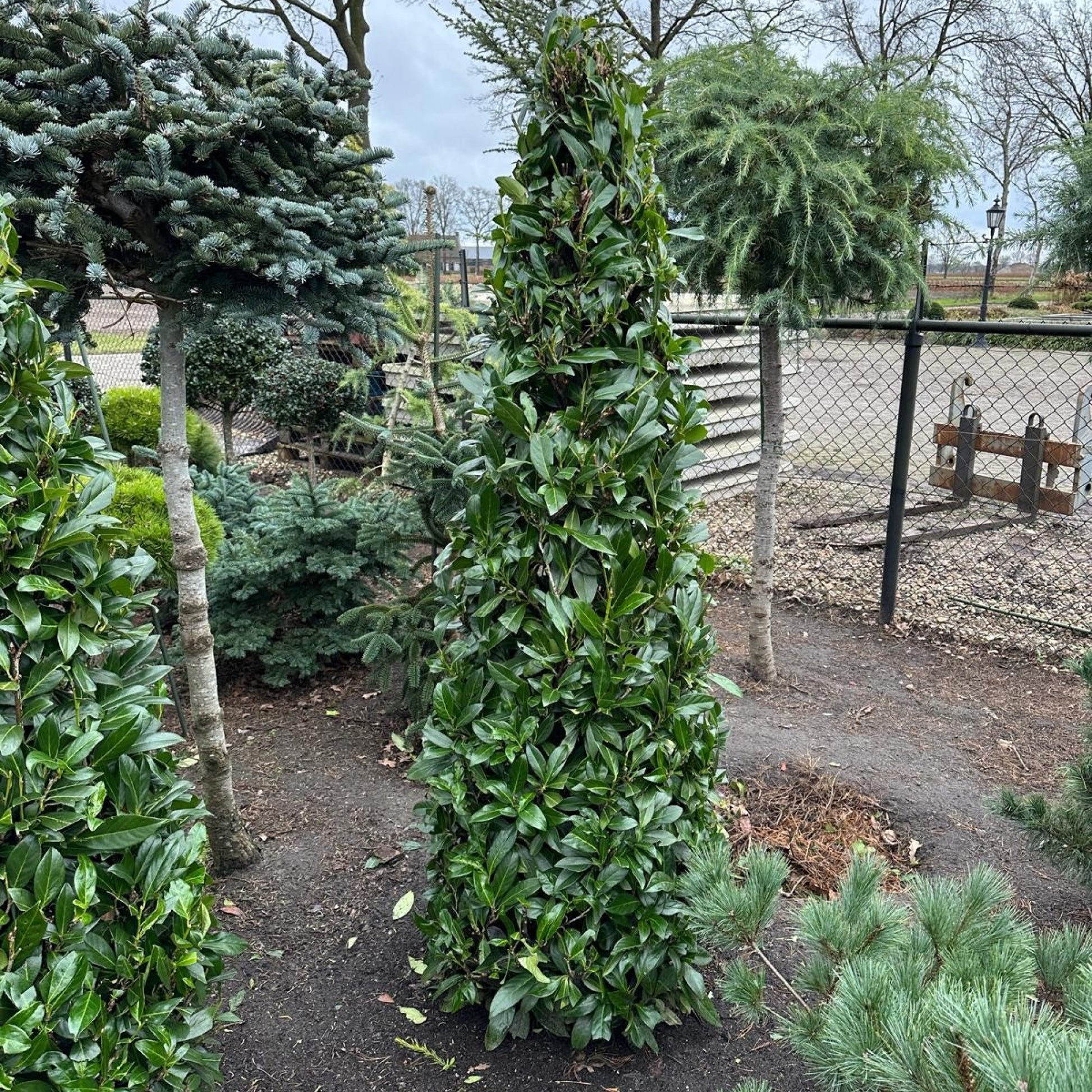 Prunus Caucasica 200cm 60cm Pot